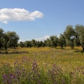 Blumenwiese mit Stein-Eichen (Quercus ilex)